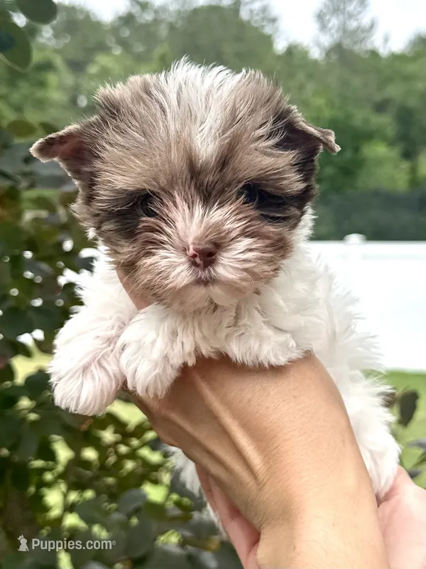 Chocoberry & Parti Merle male – Yorkshire Terrier puppy for sale in Middle Island, NY