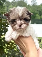 Chocoberry & Parti Merle male, a male Yorkshire Terrier for sale in Middle Island, NY – 1 of 9