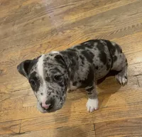Nala, a female American Pit Bull Terrier for sale in Middle Island, NY – 3 of 5