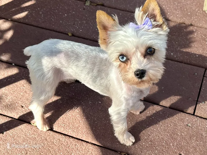 Blueberry Skye – Yorkshire Terrier puppy for sale in Middle Island, NY