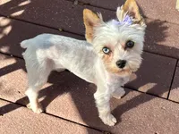 Blueberry Skye, a female Yorkshire Terrier for sale in Middle Island, NY – 1 of 5