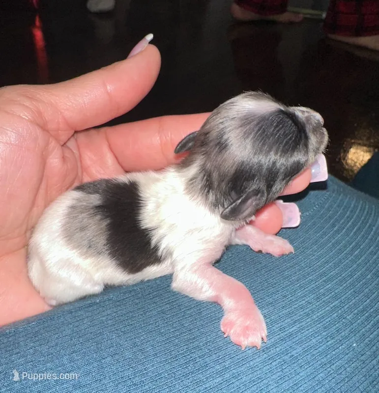 Jewel – Yorkshire Terrier puppy for sale in Middle Island, NY