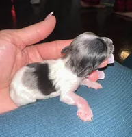 Jewel, a female Yorkshire Terrier for sale in Middle Island, NY – Photo 1 of 2