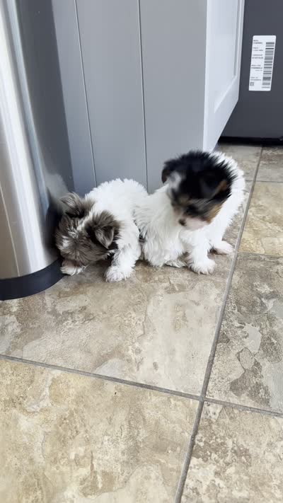 Chocoberry & Parti Merle male, a male Yorkshire Terrier for sale in Middle Island, NY – 9 of 9