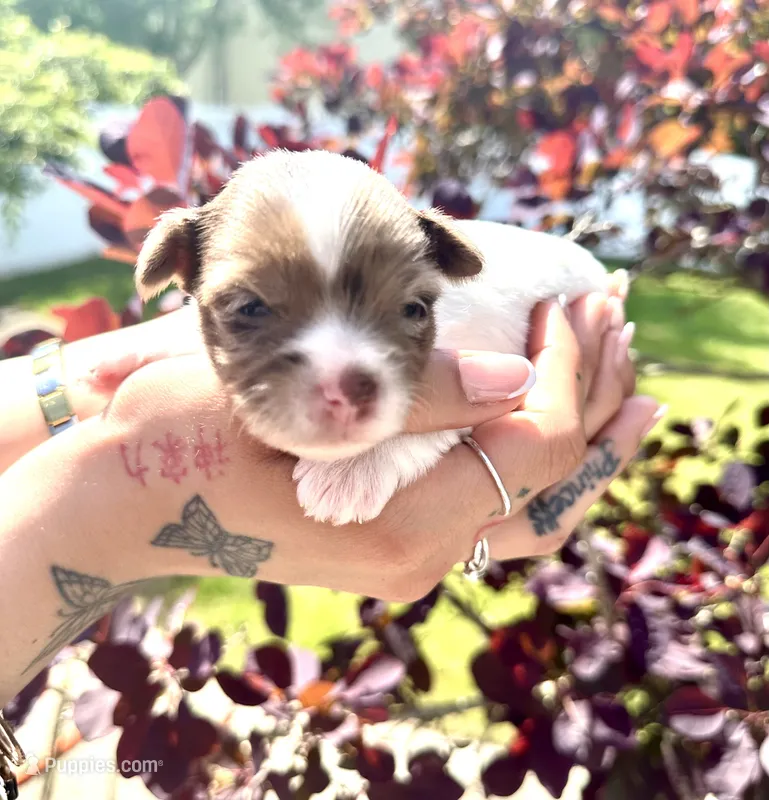 Chocoberry & Parti Merle male – Yorkshire Terrier puppy for sale in Middle Island, NY