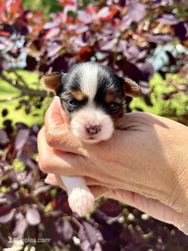 Panda – Yorkshire Terrier puppy for sale in Middle Island, NY