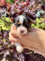 Panda, a male Yorkshire Terrier for sale in Middle Island, NY – 1 of 4