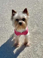 Blueberry Skye, a female Yorkshire Terrier for sale in Middle Island, NY – 3 of 5