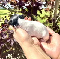 Panda, a male Yorkshire Terrier for sale in Middle Island, NY – 3 of 4