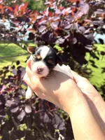 Panda, a male Yorkshire Terrier for sale in Middle Island, NY – 2 of 4