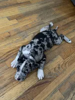 Nala, a female American Pit Bull Terrier for sale in Middle Island, NY – 4 of 5