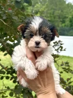 Panda, a male Yorkshire Terrier for sale in Middle Island, NY – 1 of 7