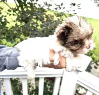 Chocoberry & Parti Merle male, a male Yorkshire Terrier for sale in Middle Island, NY – 3 of 9