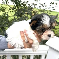 Panda, a male Yorkshire Terrier for sale in Middle Island, NY – 2 of 7