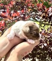 Chocoberry & Parti Merle male, a male Yorkshire Terrier for sale in Middle Island, NY – 2 of 5