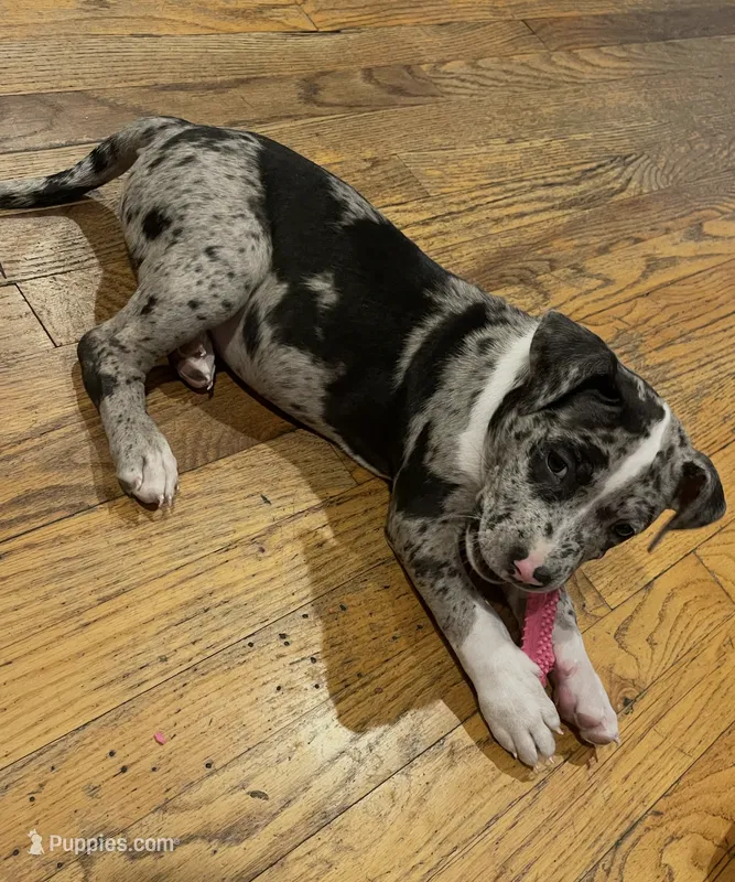 Nala – American Pit Bull Terrier puppy for sale in Middle Island, NY
