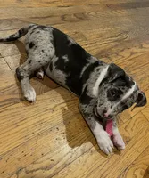 Nala, a female American Pit Bull Terrier for sale in Middle Island, NY – 1 of 5
