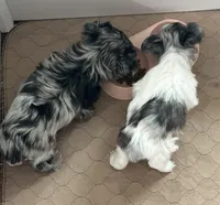 Chance, a male Yorkshire Terrier for sale in Middle Island, NY – Photo 5 of 5