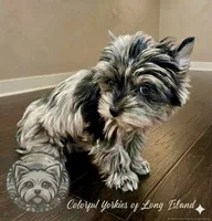 Chance, a male Yorkshire Terrier for sale in Middle Island, NY – Photo 3 of 5