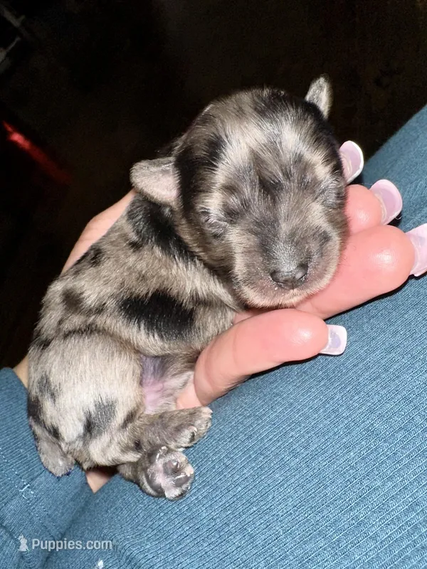 Chance – Yorkshire Terrier puppy for sale in Middle Island, NY