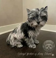 Chance, a male Yorkshire Terrier for sale in Middle Island, NY – Photo 4 of 5