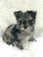 Chance, a male Yorkshire Terrier for sale in Middle Island, NY – Photo 2 of 5