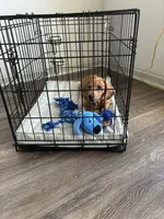 Toby, a male Dachshund for sale in Atlanta, GA – 2 of 4