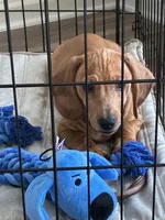 Toby, a male Dachshund for sale in Atlanta, GA – 3 of 4