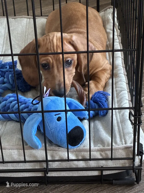Toby – Dachshund puppy for sale in Atlanta, GA