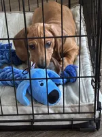 Toby, a male Dachshund for sale in Atlanta, GA – 1 of 4