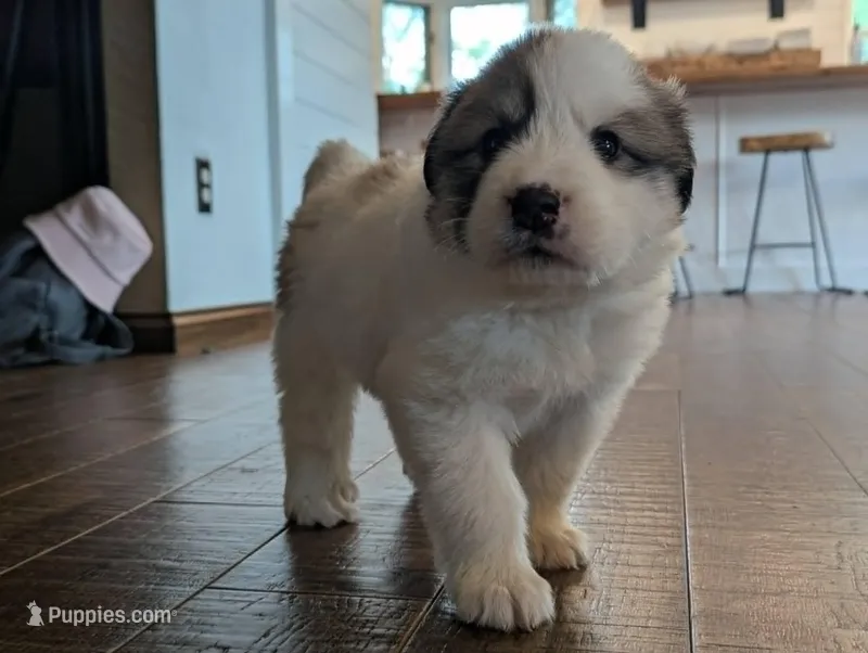 Farm Girl – Great Pyrenees puppy for sale in Dupo, IL