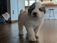 Farm Girl, a female Great Pyrenees for sale in Dupo, IL – Photo 1 of 2