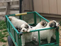 Farm Girl, a female Great Pyrenees for sale in Dupo, IL – Photo 2 of 2