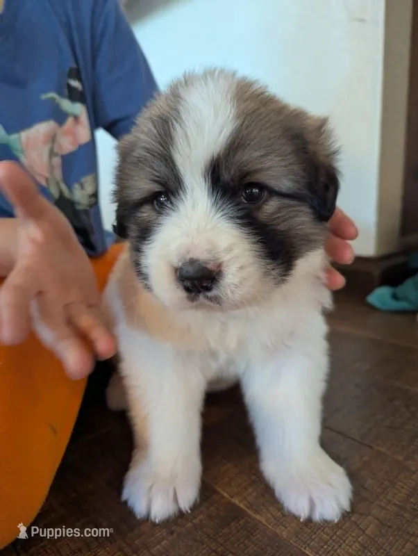 Farm Girl – Great Pyrenees puppy for sale in Dupo, IL