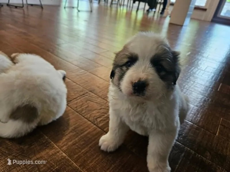 Farm Girl – Great Pyrenees puppy for sale in Dupo, IL