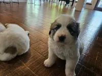 Farm Girl, a female Great Pyrenees for sale in Dupo, IL – Photo 1 of 2