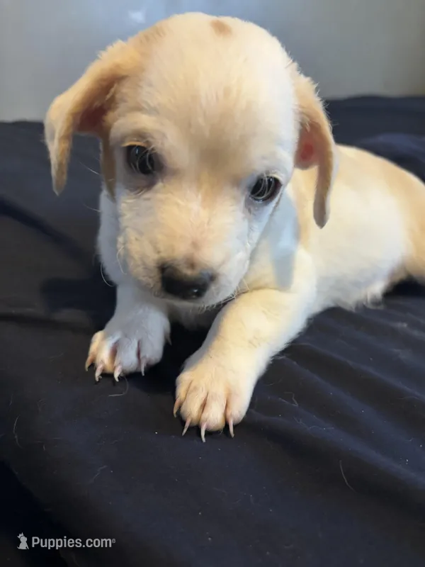 Jasmine – Maltipoo puppy for sale in Detroit, MI