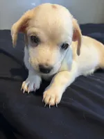 Jasmine, a female Maltipoo for sale in Detroit, MI – Photo 1 of 3