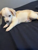 Jasmine, a female Maltipoo for sale in Detroit, MI – Photo 3 of 3