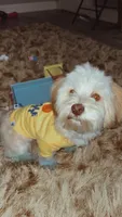Nugget, a male Dachshund and Maltese for sale in Raleigh, NC – 3 of 3