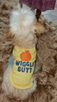 Nugget, a male Dachshund and Maltese for sale in Raleigh, NC – 2 of 3