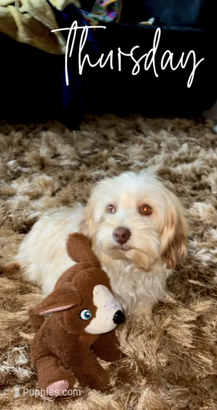 Nugget – Dachshund, Maltese puppy for sale in Raleigh, NC