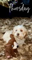 Nugget, a male Dachshund and Maltese for sale in Raleigh, NC – 1 of 3