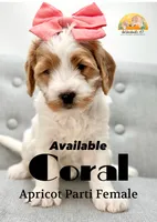 Coral, a female Miniature Goldendoodle for sale in San Tan Valley, AZ – 4 of 6