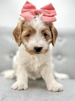 Coral, a female Miniature Goldendoodle for sale in San Tan Valley, AZ – 6 of 6