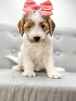 Coral, a female Miniature Goldendoodle for sale in San Tan Valley, AZ – 5 of 6