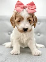 Coral, a female Miniature Goldendoodle for sale in San Tan Valley, AZ – 3 of 6