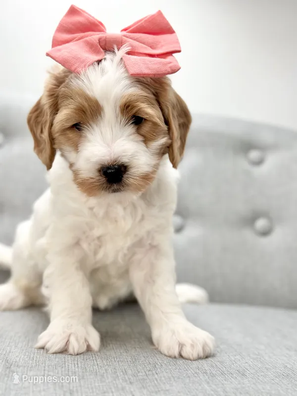 Coral – Miniature Goldendoodle puppy for sale in San Tan Valley, AZ