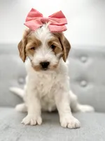 Coral, a female Miniature Goldendoodle for sale in San Tan Valley, AZ – 2 of 6
