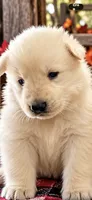 White female , a female German Shepherd Dog for sale in Mount Airy, NC – 1 of 1